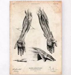 Impression d'anatomie de la main humaine III-Codex Anatomicus Outlet