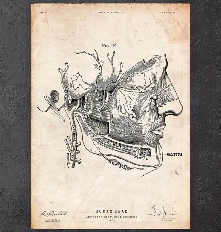 Impression d'anatomie des muscles faciaux-Codex Anatomicus Hot