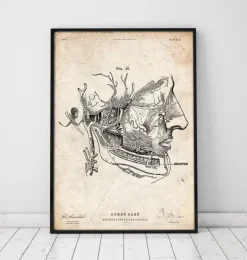 Impression d'anatomie des muscles faciaux-Codex Anatomicus Hot