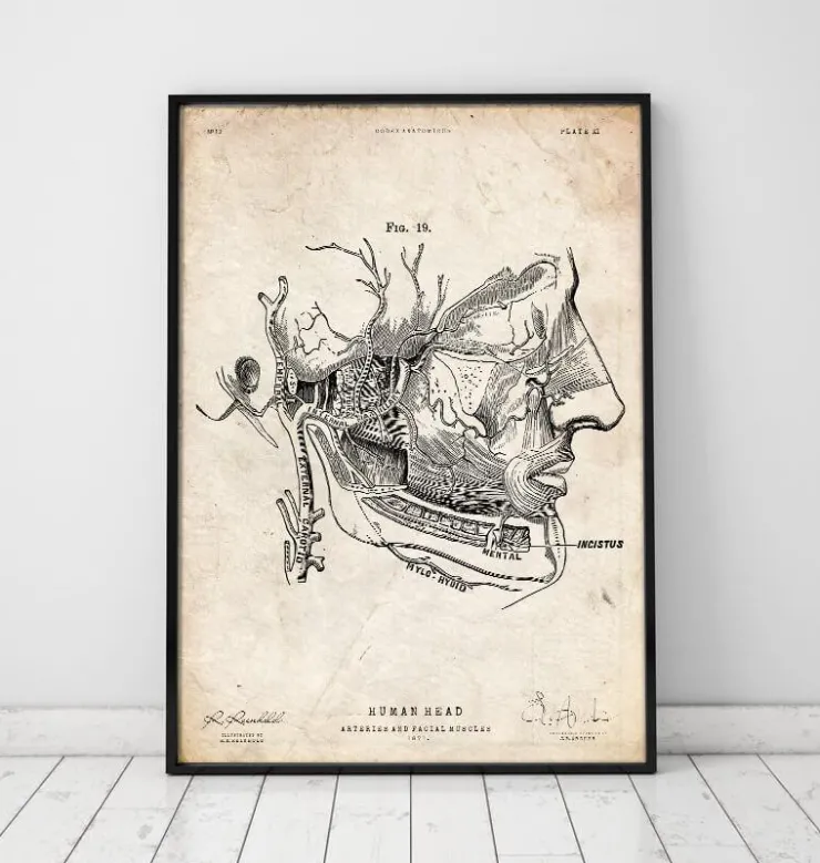Impression d'anatomie des muscles faciaux-Codex Anatomicus Hot