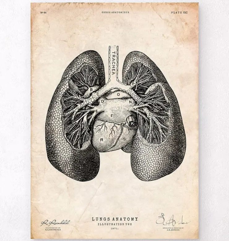 Impression d'anatomie pulmonaire II-Codex Anatomicus Discount