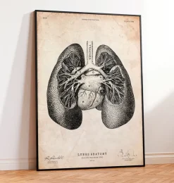 Impression d'anatomie pulmonaire II-Codex Anatomicus Discount