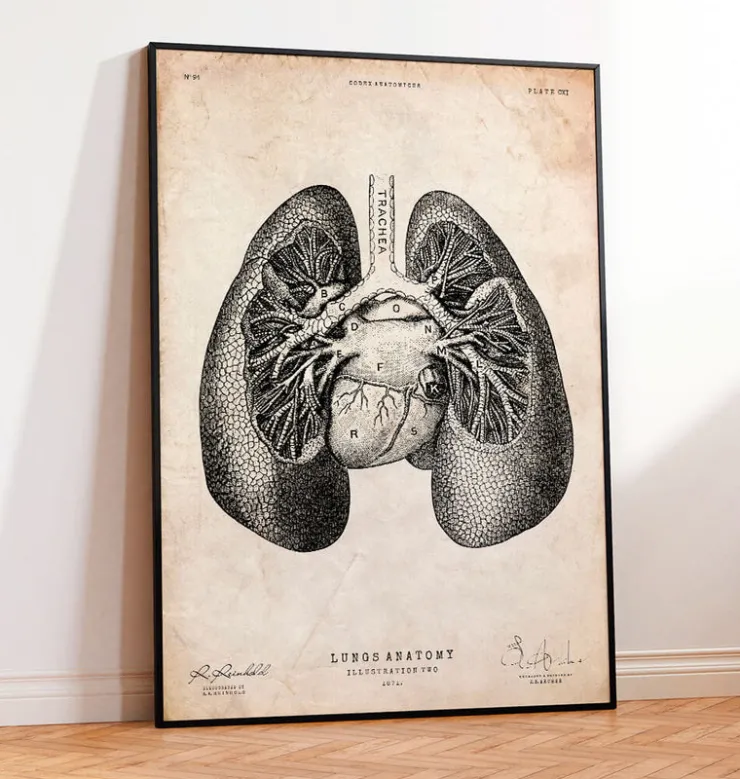 Impression d'anatomie pulmonaire II-Codex Anatomicus Discount