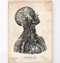 Impression d'anatomie tête VI-Codex Anatomicus New