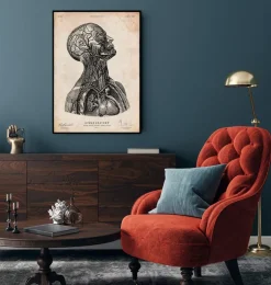 Impression d'anatomie tête VI-Codex Anatomicus New