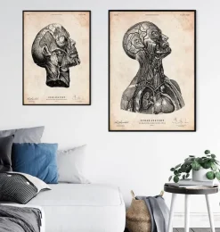 Impression d'anatomie tête VI-Codex Anatomicus New