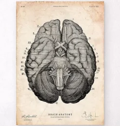 Impression d'art anatomie cérébrale VII-Codex Anatomicus Hot