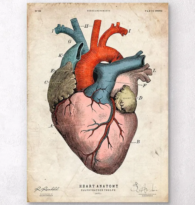 Impression d'art coeur anatomique - Coloré-Codex Anatomicus Outlet
