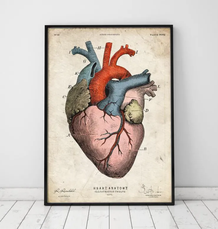Impression d'art coeur anatomique - Coloré-Codex Anatomicus Outlet