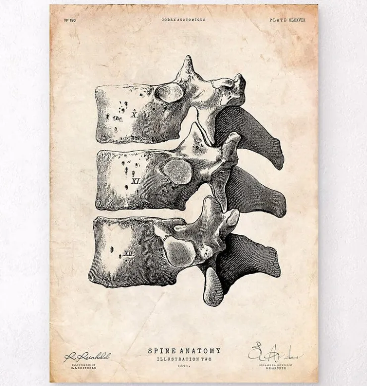 Impression d'art de la colonne vertébrale-Codex Anatomicus