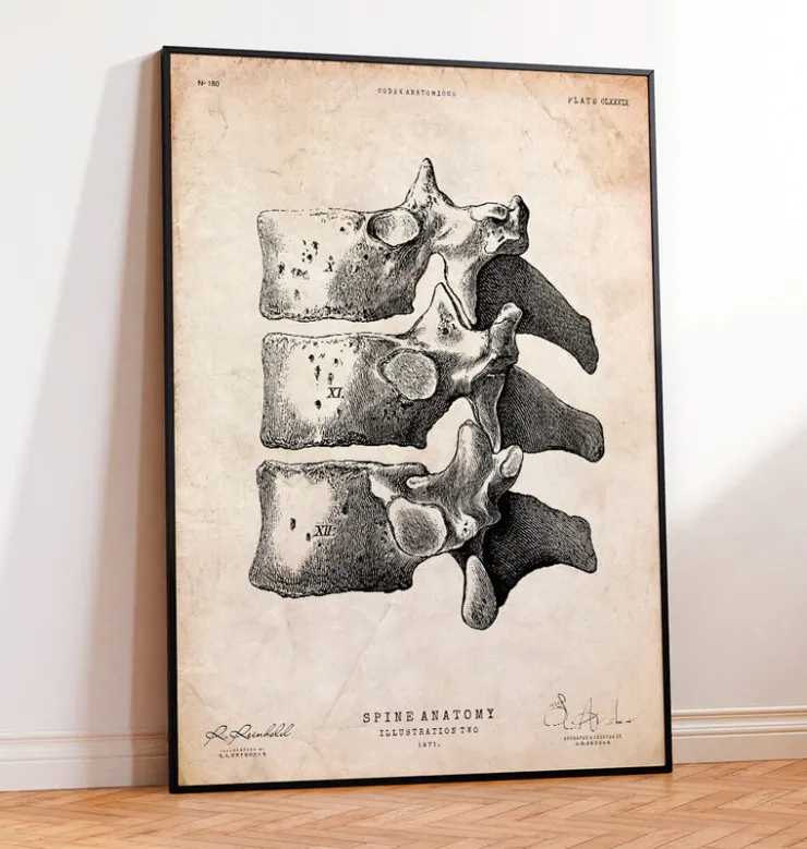 Impression d'art de la colonne vertébrale-Codex Anatomicus