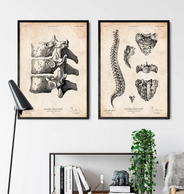 Impression d'art de la colonne vertébrale-Codex Anatomicus