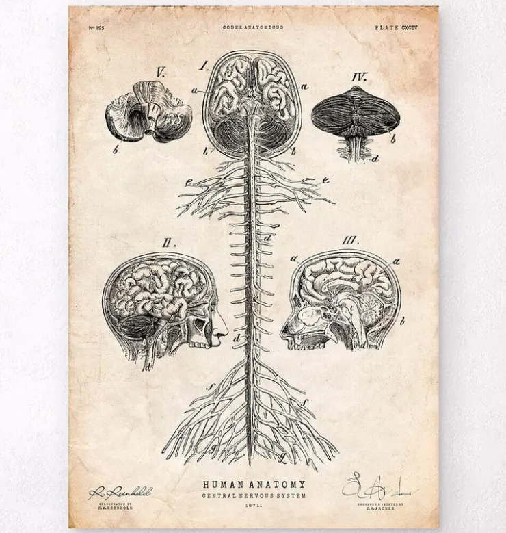 Impression d'art du système nerveux central-Codex Anatomicus Best
