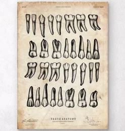 Impression d'art graphique de dents-Codex Anatomicus Best
