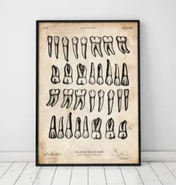 Impression d'art graphique de dents-Codex Anatomicus Best