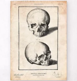 Impression de crâne humain VIII-Codex Anatomicus Online