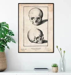 Impression de crâne humain VIII-Codex Anatomicus Online