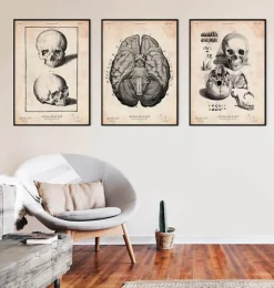 Impression de crâne humain VIII-Codex Anatomicus Online