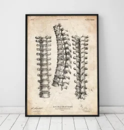Imprimé anatomie de la colonne vertébrale-Codex Anatomicus New
