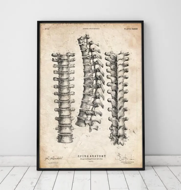 Imprimé anatomie de la colonne vertébrale-Codex Anatomicus New