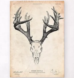 Imprimé crâne de cerf-Codex Anatomicus Outlet
