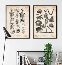 Imprimé squelette humain IV-Codex Anatomicus Outlet