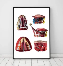 Languette géométrique-Codex Anatomicus Discount