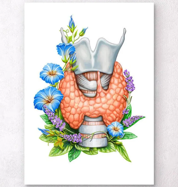 Larynx, thyroïde et aorte - Aquarelle - Blanc-Codex Anatomicus Discount