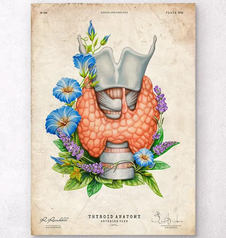 Larynx, thyroïde et aorte - Aquarelle - Blanc-Codex Anatomicus Sale