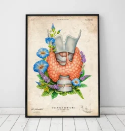 Larynx, thyroïde et aorte - Aquarelle - Blanc-Codex Anatomicus Sale