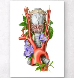 Larynx, thyroïde et aorte - Aquarelle - Blanc-Codex Anatomicus Outlet