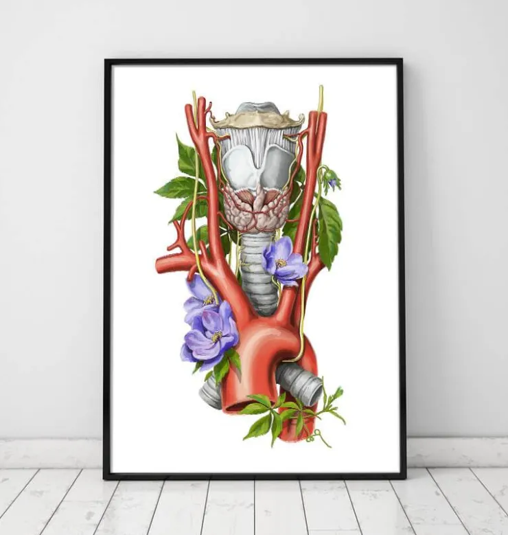 Larynx, thyroïde et aorte - Aquarelle - Blanc-Codex Anatomicus Outlet