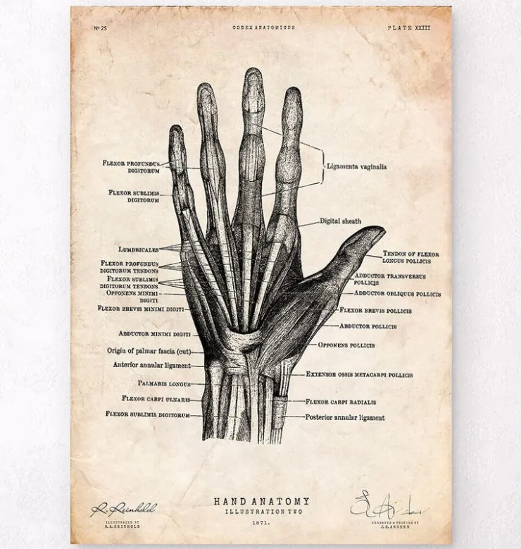 Main humaine II-Codex Anatomicus Outlet