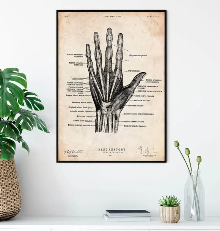 Main humaine II-Codex Anatomicus Outlet