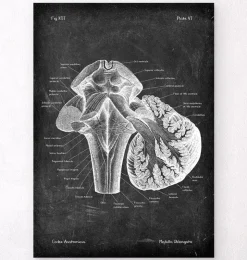 Medulla oblongata - Chalkboard-Codex Anatomicus Outlet