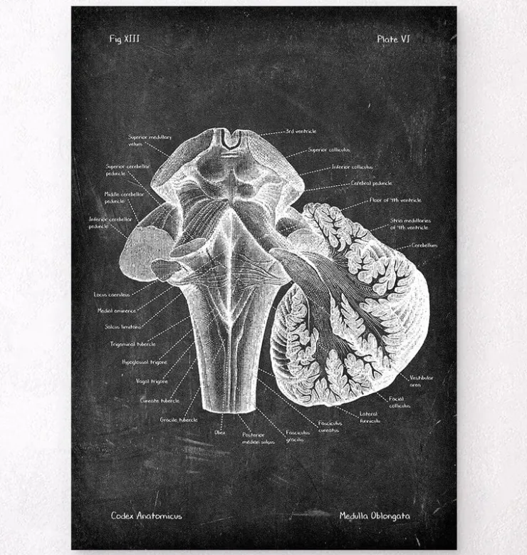 Medulla oblongata - Chalkboard-Codex Anatomicus Outlet