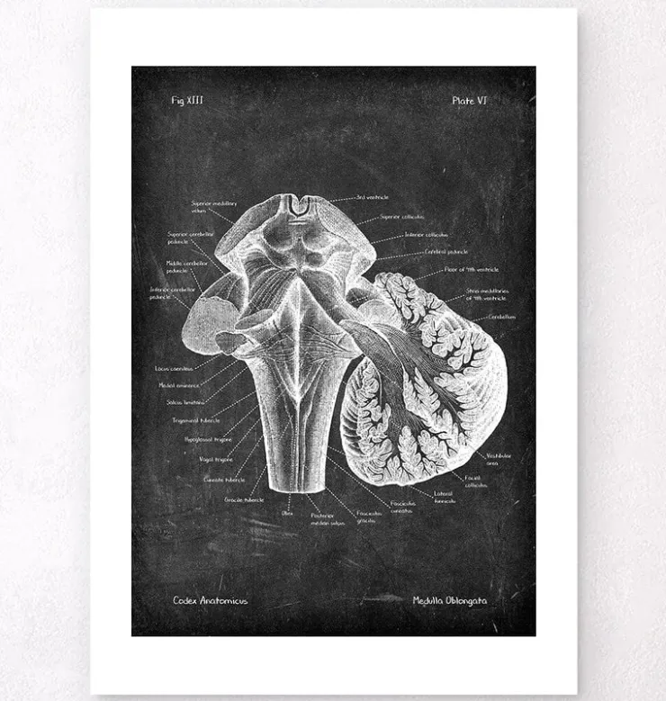 Medulla oblongata - Chalkboard-Codex Anatomicus Outlet