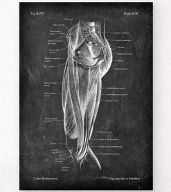Muscles des jambes - Chalkboard-Codex Anatomicus Best
