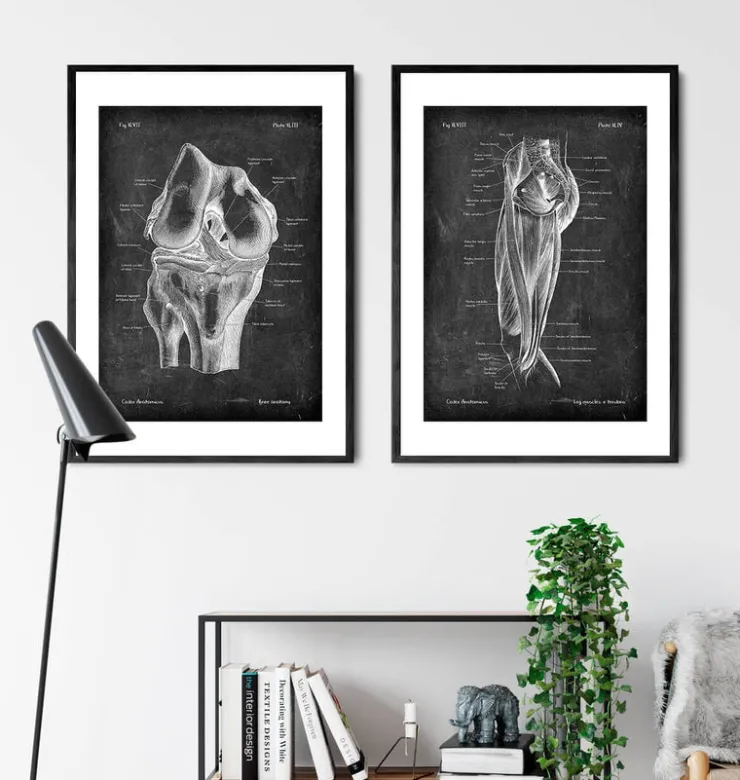 Muscles des jambes - Chalkboard-Codex Anatomicus Best