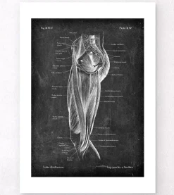 Muscles des jambes - Chalkboard-Codex Anatomicus Best