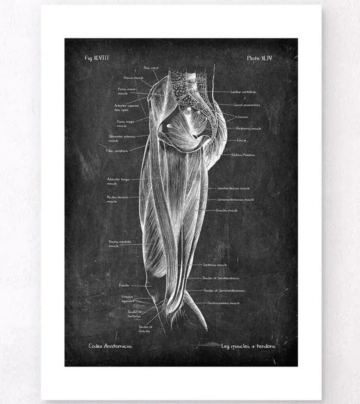 Muscles des jambes - Chalkboard-Codex Anatomicus Best