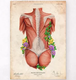 Muscles du dos féminin - Floral - Vintage-Codex Anatomicus Sale