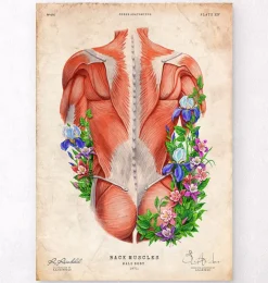 Muscles du dos masculins - Floral - Vintage-Codex Anatomicus Hot