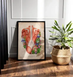 Muscles du dos masculins - Floral - Vintage-Codex Anatomicus Hot