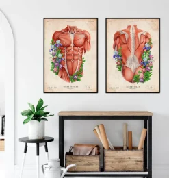 Muscles du dos masculins - Floral - Vintage-Codex Anatomicus Hot