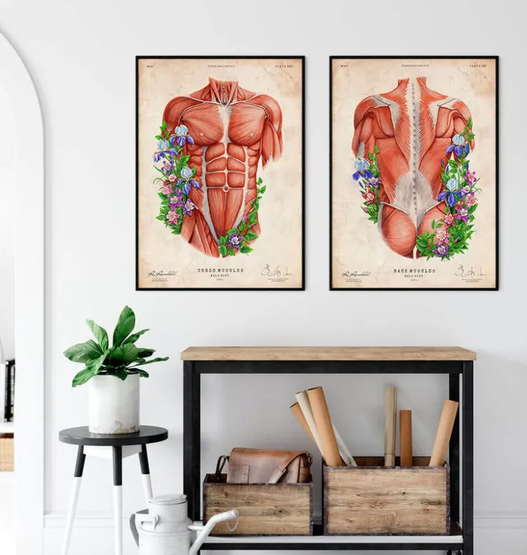 Muscles du dos masculins - Floral - Vintage-Codex Anatomicus Hot