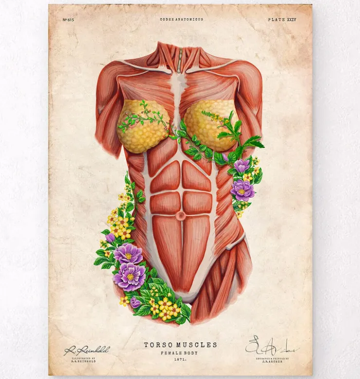Muscles du torse féminin - Floral - Vieux papier-Codex Anatomicus Outlet