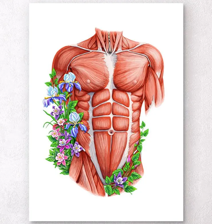 Muscles du torse masculin - Blanc-Codex Anatomicus Outlet