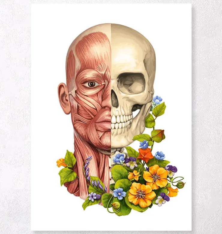 Muscles du visage - Floral - Blanc-Codex Anatomicus Discount