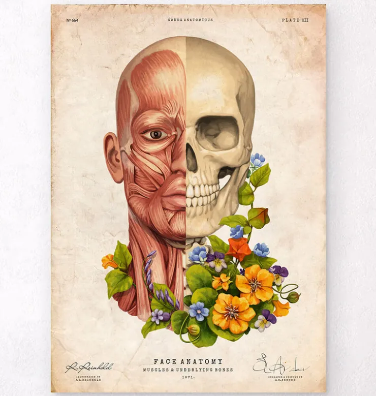 Muscles du visage - Floral - Vieux Papier-Codex Anatomicus Hot